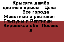 Крысята дамбо цветные крысы › Цена ­ 250 - Все города Животные и растения » Грызуны и Рептилии   . Кировская обл.,Лосево д.